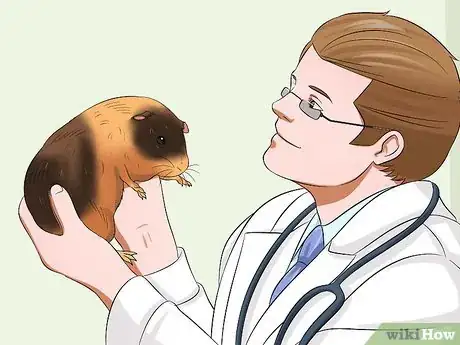 Image titled Get Your Guinea Pig to Trust You Step 10