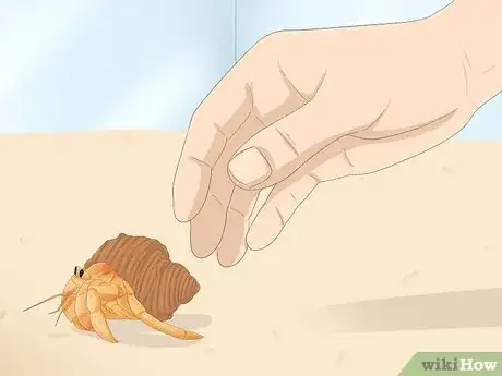 Image titled Hold a Hermit Crab Step 1