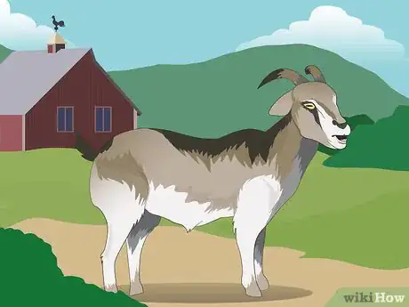 Image titled Show a Goat in 4H Step 1