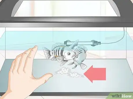 Image titled Breed Convict Cichlids Step 11