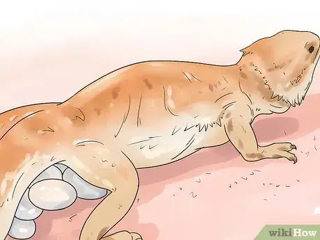 Image titled Breed Bearded Dragons Step 13