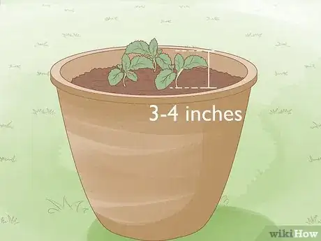 Image titled Grow Kale Step 9