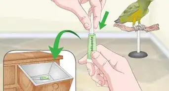 Apply Eye Drops in a Parrot's Eye