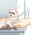 Make Your Ferret Happy