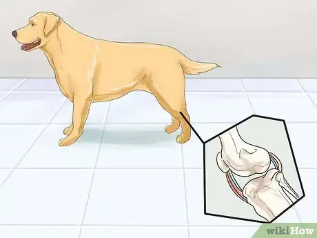 Image titled Help Dogs with Joint Problems and Stiffness Step 1