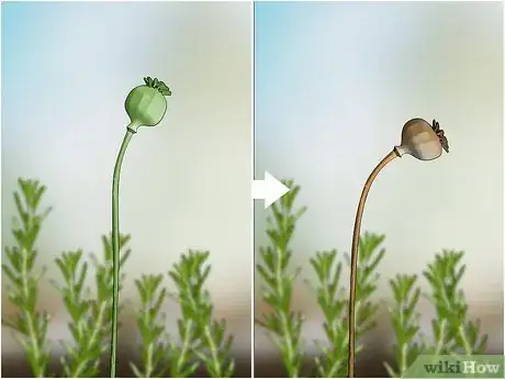 Image titled Grow Rosemary from Seed Step 1