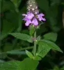 Identify Stinging Nettle