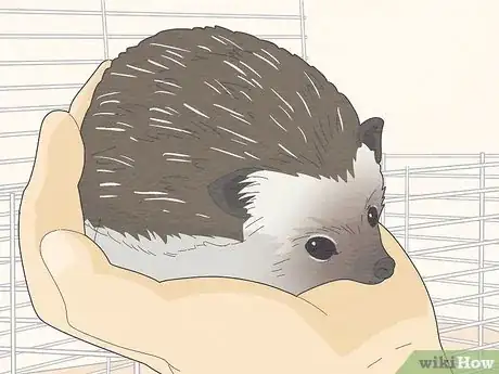 Image titled Take Care of a Hedgehog Step 14