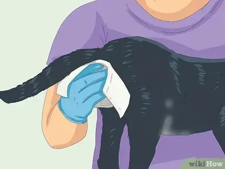 Image titled Express a Cat's Anal Glands Step 5