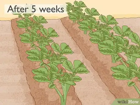 Image titled Grow Potatoes from Potatoes Step 7