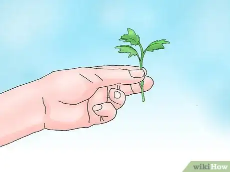 Image titled Root Chrysanthemum Cuttings Step 3