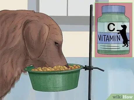 Image titled Treat a Dog's Bladder Infection Step 14