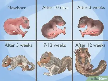 Image titled How Many Babies Do Squirrels Have Step 3