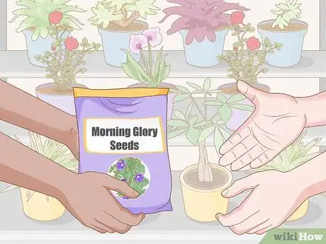 Image titled Grow Morning Glories Step 1