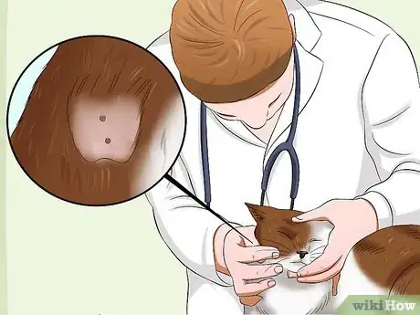 Image titled Care for an FIV Infected Cat Step 19