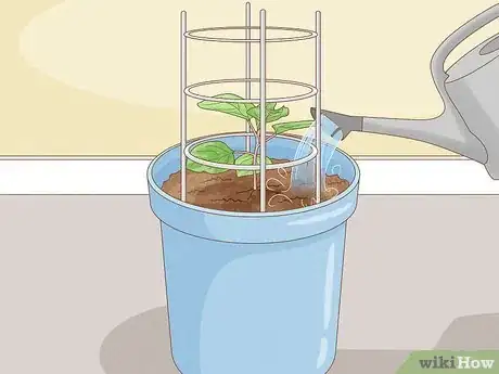 Image titled Grow Eggplants in Pots Step 22