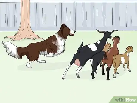 Image titled Identify a Border Collie Step 14