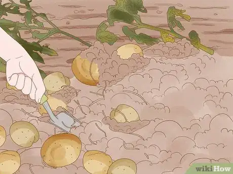 Image titled Plant Potatoes Step 12