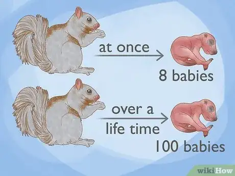 Image titled How Many Babies Do Squirrels Have Step 1