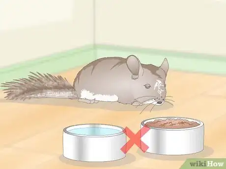 Image titled Deal with Bloat in Chinchillas Step 2