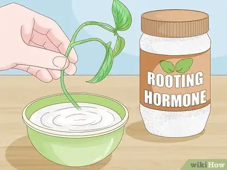 Image titled Propagate a Golden Pothos Step 3