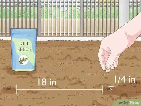 Image titled Grow Dill Step 4