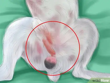 Image titled Detect Pregnancy in Your Female Dog Step 5