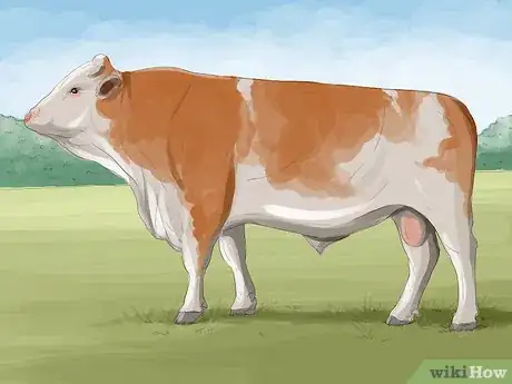 Image titled Identify Charolais Cattle Step 2