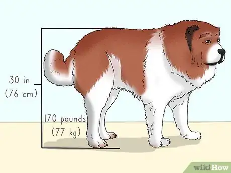 Image titled Identify a Caucasian Shepherd Dog Step 1