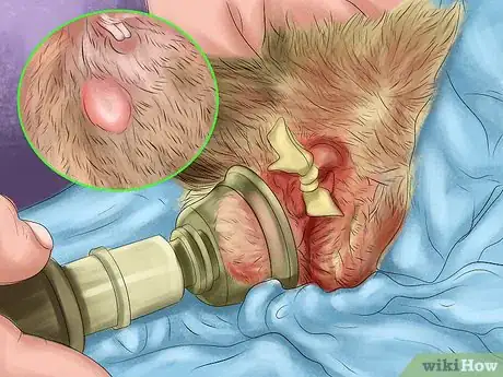 Image titled Treat Snuffles (Pasteurella) in Rabbits Step 7