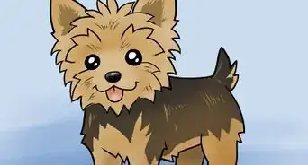 Draw a Yorkie