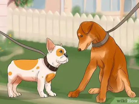 Image titled Train French Bulldogs Step 13