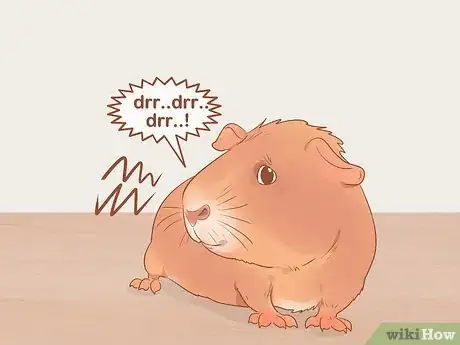 Image titled Understand Guinea Pig Language Step 6