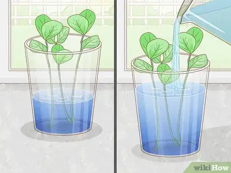 Image titled Grow Clusia from Cuttings Step 7