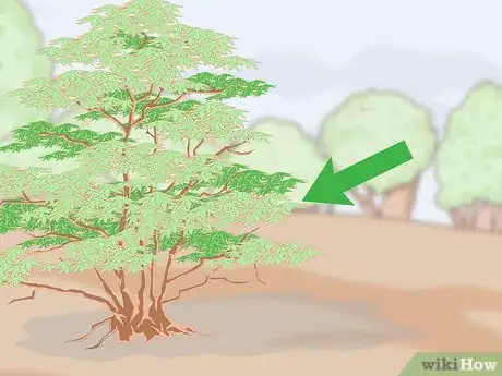 Image titled Grow a Sandalwood Tree Step 3