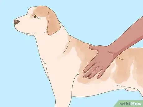 Image titled Detect Diabetes in Dogs Step 1