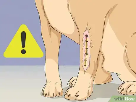 Image titled Help Your Dog Recover from Surgery Step 29