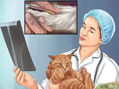 Image titled Diagnose and Treat Blood Clots in Cats Step 7