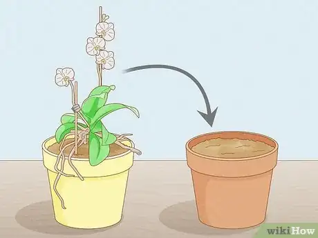 Image titled Save an Orchid from Root Rot Step 1