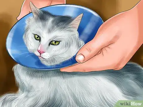 Image titled Remove Paint from a Cat's Fur Step 2