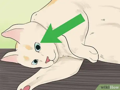 Image titled Tell if Your Cat Is Dead Step 3