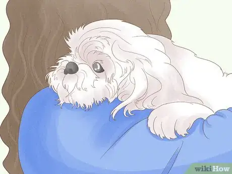 Image titled Identify a Shih Tzu Step 11