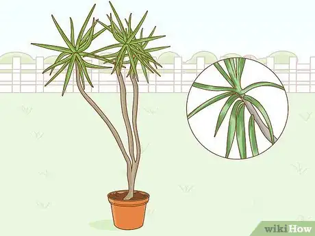 Image titled Care for a Madagascar Dragon Tree Step 4