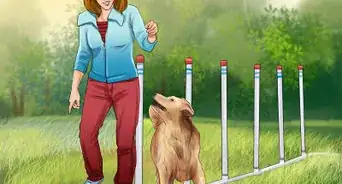 Build a Dog Agility Course