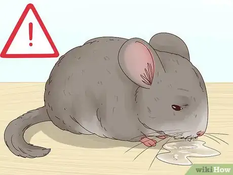 Image titled Help a Choking Chinchilla Step 1