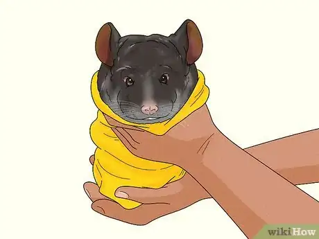 Image titled Catch a Chinchilla Step 10