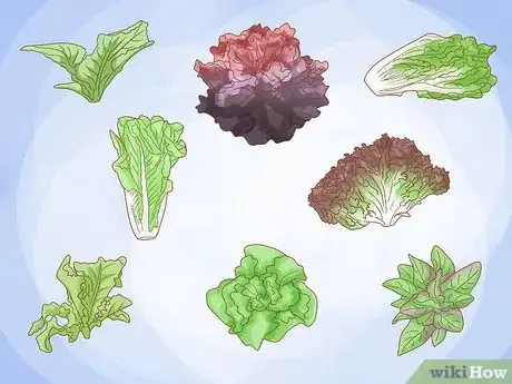 Image titled Grow Lettuce Indoors Step 1