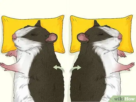 Image titled Care for a Rat That Had a Stroke Step 5