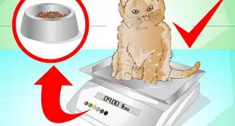 Put Weight on a Cat