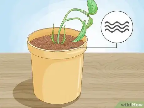 Image titled Propagate a Golden Pothos Step 9